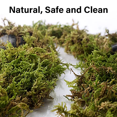 DR.DUDU 5L Forest Moss for Hamster Bedding Nesting, Syrian Gerbils Hamster Cages Accessories, Perfect for Small Animals Terrarium Moss