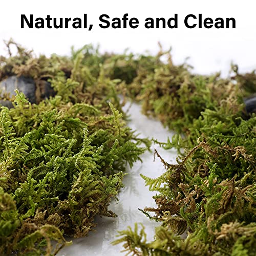 DR.DUDU 5L Forest Moss for Hamster Bedding Nesting, Syrian Gerbils Hamster Cages Accessories, Perfect for Small Animals Terrarium Moss